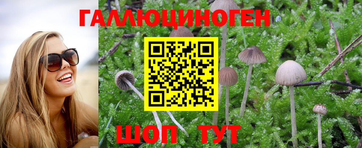 Псилоцибиновые грибы Psilocybe  Вход с VPN  Гай 